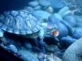 videos de Turtle Vs. Fish
