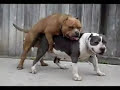 Le lendemain de cuite du chien