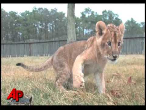 LION CUB#
