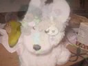 random pictures of webkinz random pictures of webkinz