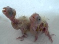 6&8 days Cockatiel.MOV