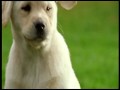 Nuovo Spot Scottex Per L'altra parte Di Te