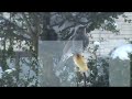 私の地元・山形の実家の庭先にやってくる野鳥-クロツグミ-です。
