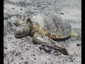 Tour Guide Hawaii Presents Beaches Snorkeling Adventure