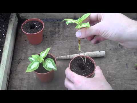 how to transplant coleus