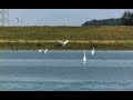 Grote zilverreigers maken amok