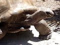 Tortue géante sur l\ Tortue géante sur l\