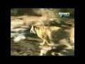 Tiger Dominance 2 