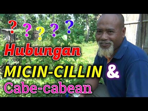 Download Video Pak Ndul - HUBUNGAN MICIN-CILLIN DENGAN CABE CABEAN Download Video Pak Ndul - HUBUNGAN MICIN-CILLIN DENGAN CABE CABEAN