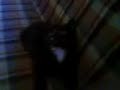 Black-White Cat 2