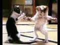 videos de LA BELLE DANCE DE  ABESS DE MARSEILLE132008 EL KAVI