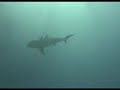 Palau - Sharks!