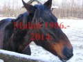 A Bottyán Equus elhunyt lovai emlékére