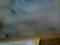 videos de Opening a Majestic Dawn Booster pack