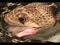 Gopher Snake Swallows Rat - 2 of 3