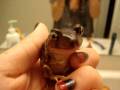 videos de My frog prince