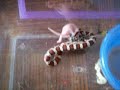 Corn snake feeding! Corn snake feeding!