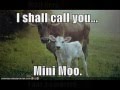 Funny Animals 7