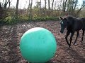 Spelen met paarden Spelen met paarden