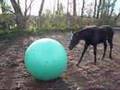 Spelen met paarden