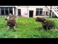 Camouflage Cat - The Translation
