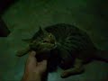 cat scratch