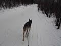 Bikejoring with Toivo, super stud. Toivo, Tone, & Tool www.tonecoughlin.com