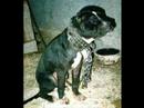 see these dogs? it's nothing rare. this a small fraction of what goes on every single day. don't leave dogs chained, and if you see a dog in this kind of shape, report it immidiatly. please!