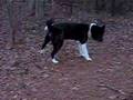 Akita Inu video