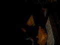 videos de Keka-chiki
