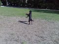 Dogs playing III