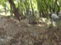 lion_part1.wmv