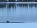 Bald Eagles Hunting Coots on Flathead Lake Montana