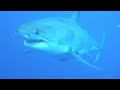 Great White Shark