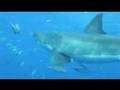 Great White Shark
