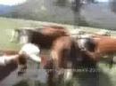 SA  Boerboel  working cattle, paddock