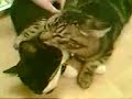 My cats My cats
