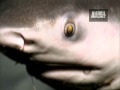 River Monsters - Sharks Thriving in Freshwater?