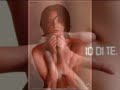 asia argento sweet child o mine