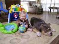 BABY ATTACKS PIT BULL