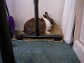 RAWR! Thumper destroys mat!