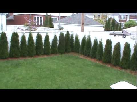how to transplant established hedges