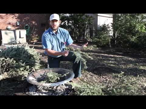 how to take down a christmas tree