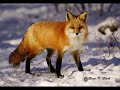 Animal Picture\ Animal Picture\