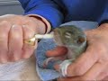 Images of Spring: Orphaned Baby Squirrel Images of Spring: Orphaned Baby Squirrel