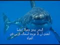 arabic weather report omar hawaii