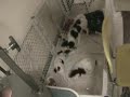 Papillon Puppies chase laser light