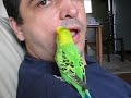 periquito falante - talking parakeet