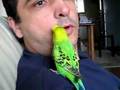 periquito falante - talking parakeet