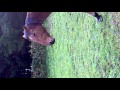 Cheval qui se gratte la croupe !!waw ! vive le contortioniste